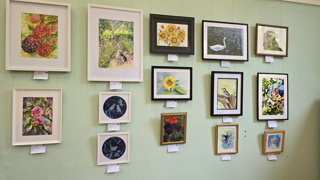 Wall display of Aliya Bodnar's original watercolour paintings at Medway Open Studios 2025, exhibited with the Rochester & West Kent Art Society.