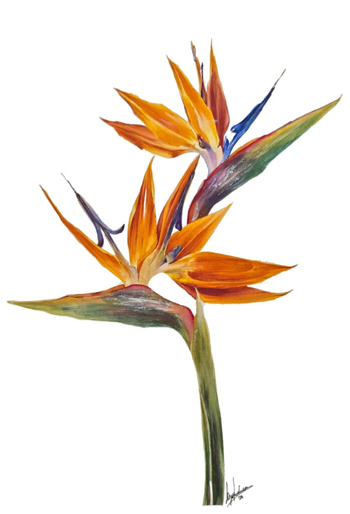 Bird of Paradise: Nature's Bold Elegance, original contemporary watercolour painting of a bird of paradise flower by Aliya Bodnar.
